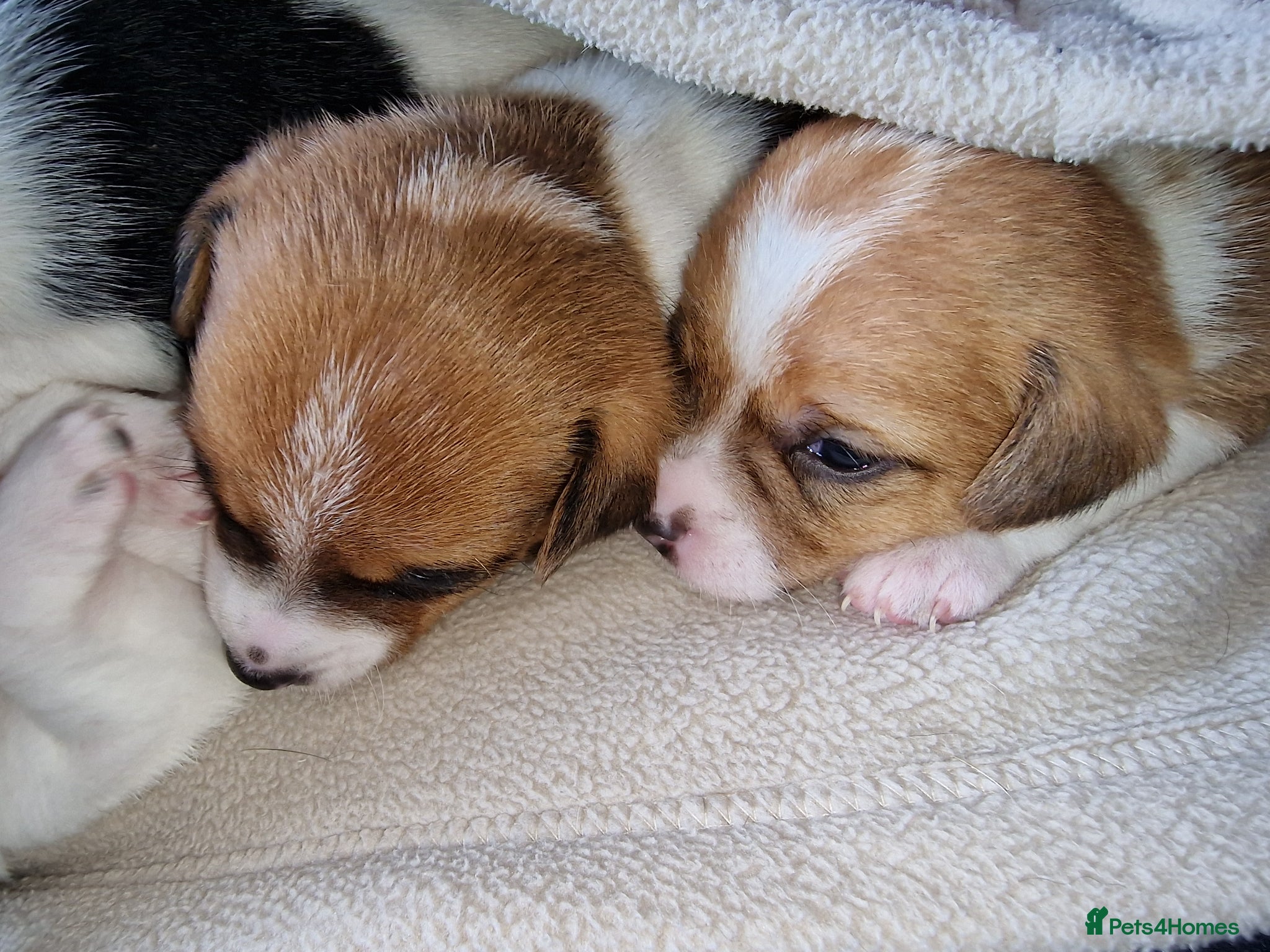 Jack Russell dogs Stunning smooth coat full jack russells  - Advert 2