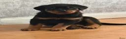 Rottweiler dogs for sale: female rottie - Advert 3