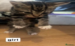 Mixed Breed cats for sale: Kittens  - Image 4