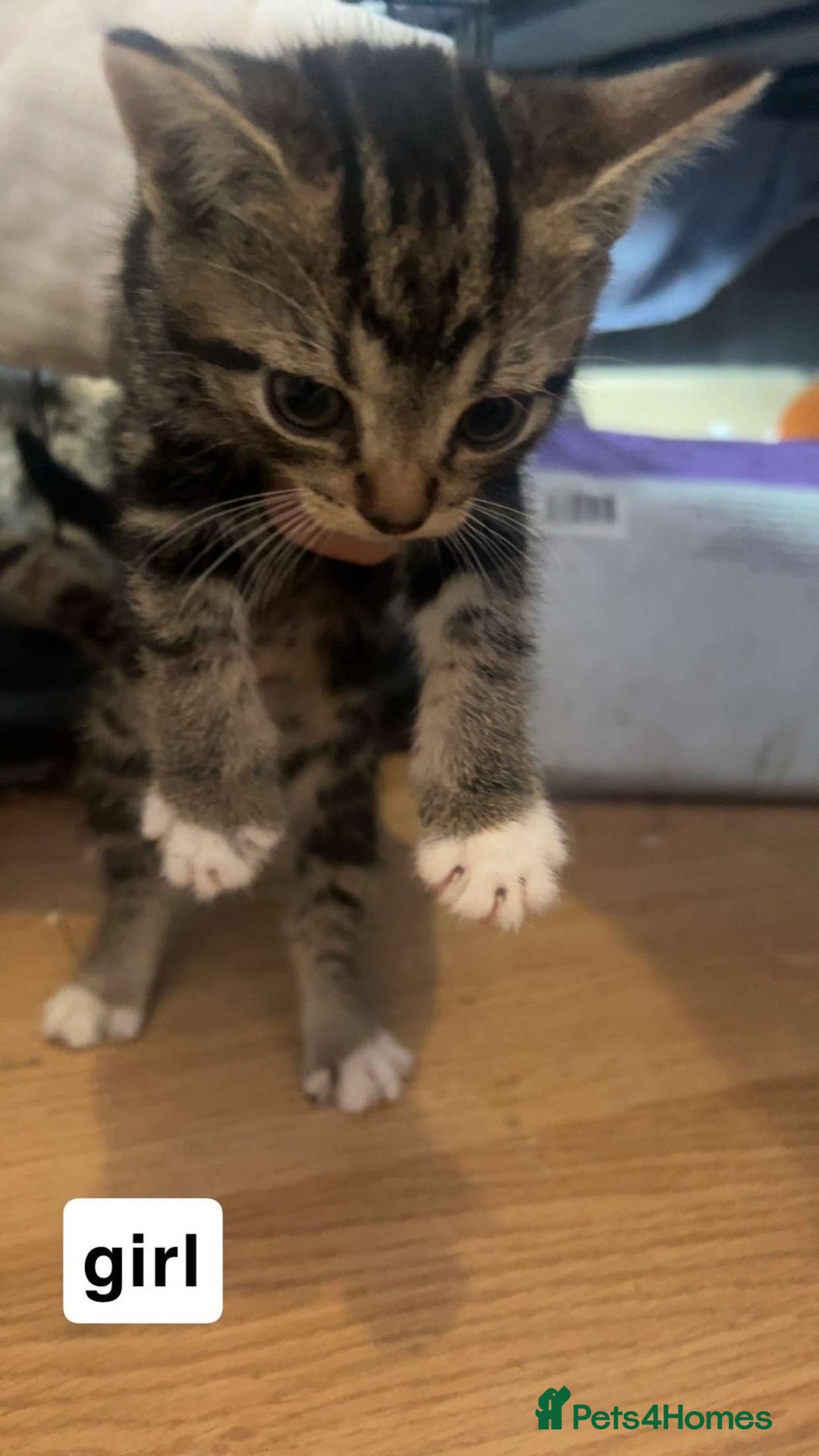 Mixed Breed cats for sale: Kittens  - Image 4