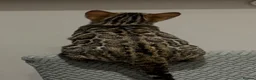 Bengal cats for sale: TICA stunning female Bengal  - Advert 7