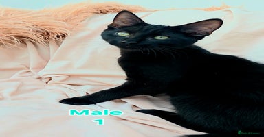 Mixed Breed cats - Advert 9