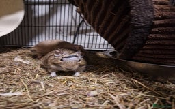 Degus rodents for sale: Female degus (EXCLUDING CAGE) - Image 7