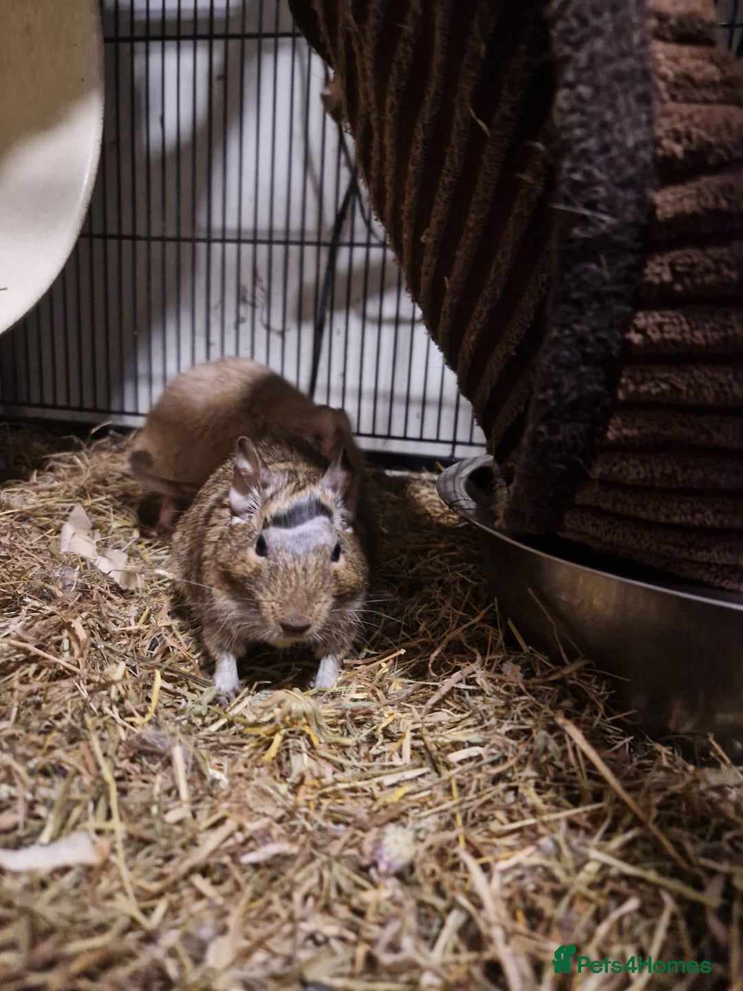 Degus rodents for sale: Female degus (EXCLUDING CAGE) - Image 7