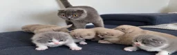 Scottish Fold cats for sale: Beautiful Lilac grey female Scottish Straight - Advert 7