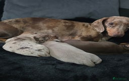 Dachshund dogs for sale: Billy  - Image 10