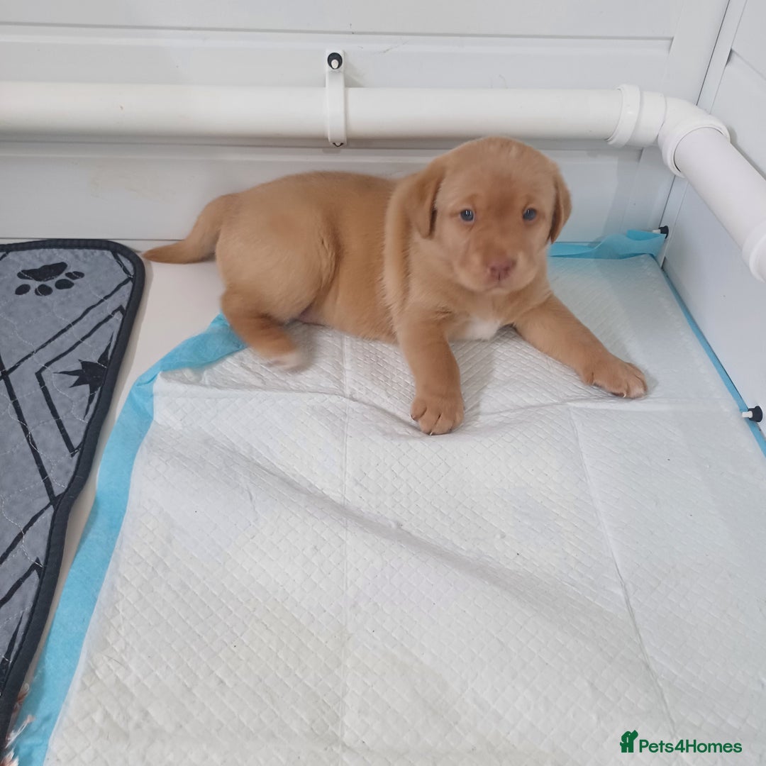 Labrador Retriever dogs for sale: Labrador puppies - Advert 8