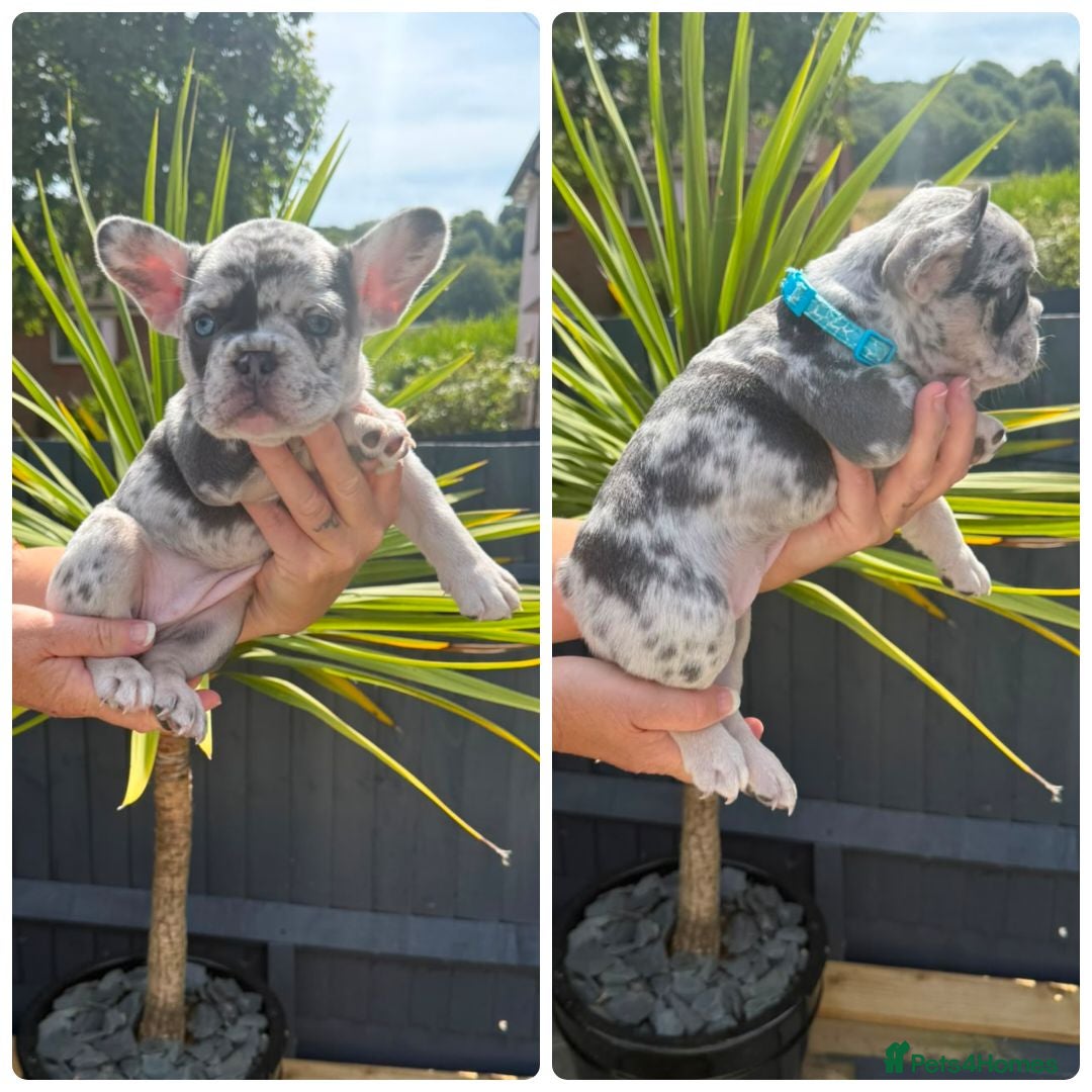 French Bulldog dogs  Beautiful French Bulldog Puppies from £1700 - Advert 2