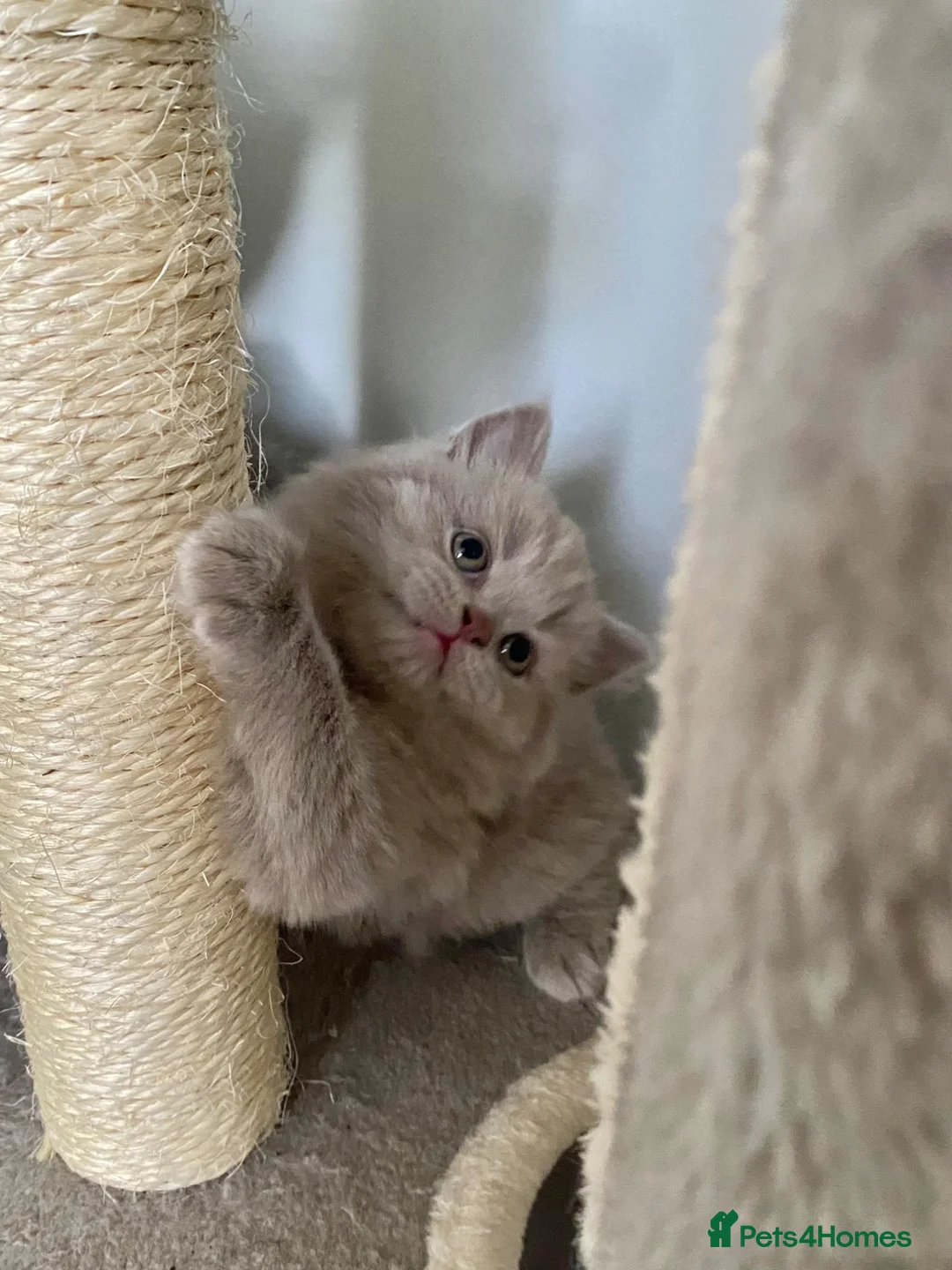 British Shorthair cats for sale: Pure British shorthair kittens Genetically tested - Advert 1