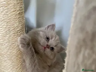 British Shorthair cats Pure British shorthair kittens Genetically tested - Advert 1