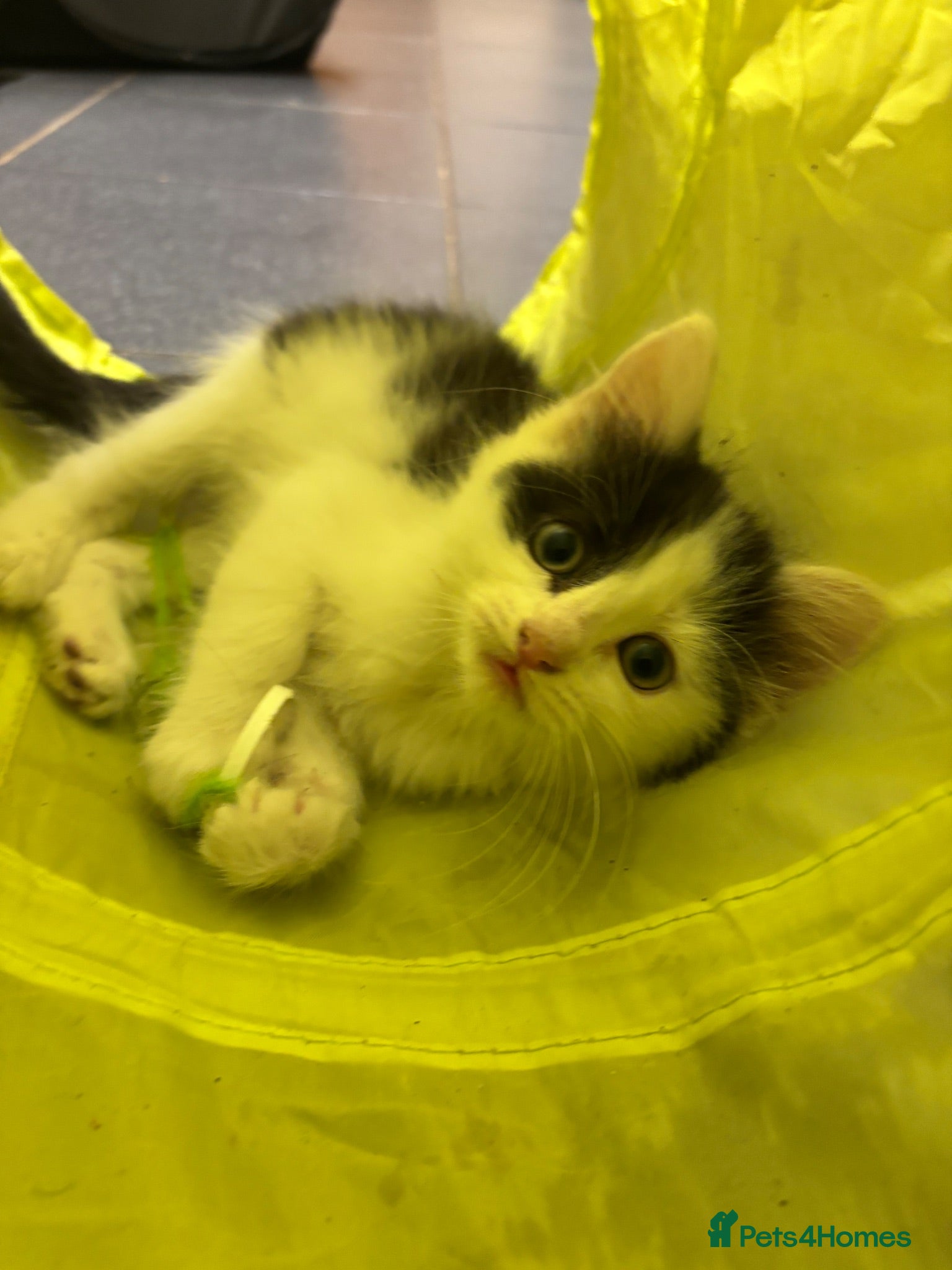 Turkish Angora cats Poppy ready to find a loving home  - Advert 11
