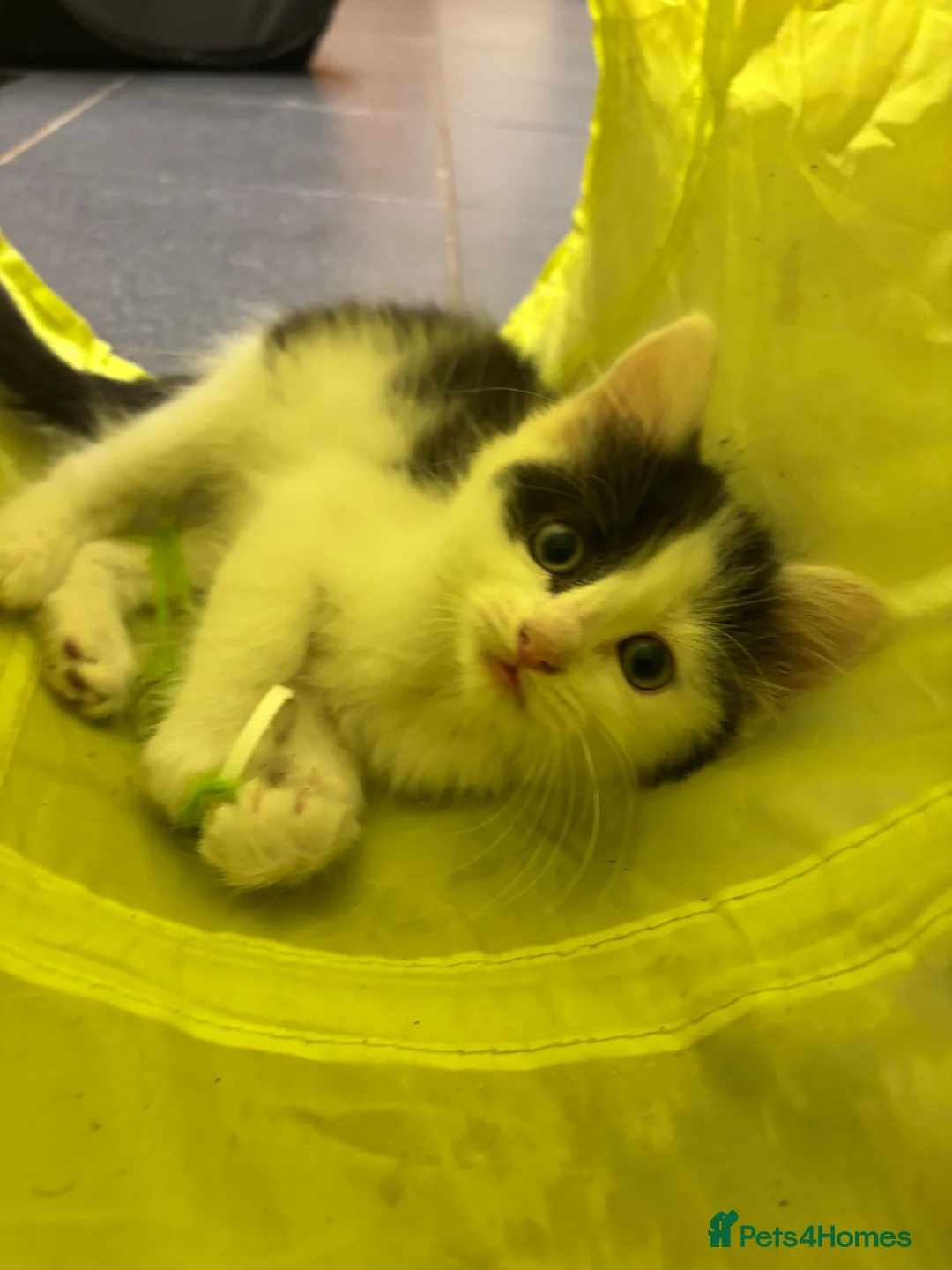 Turkish Angora cats for sale: Poppy ready to find a loving home  - Advert 1