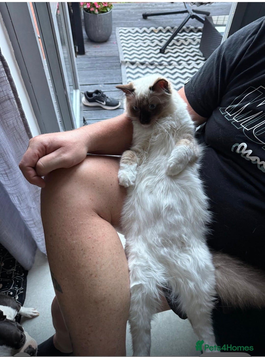 Ragdoll cats for sale: 11 month old ragdoll cat - Image 6