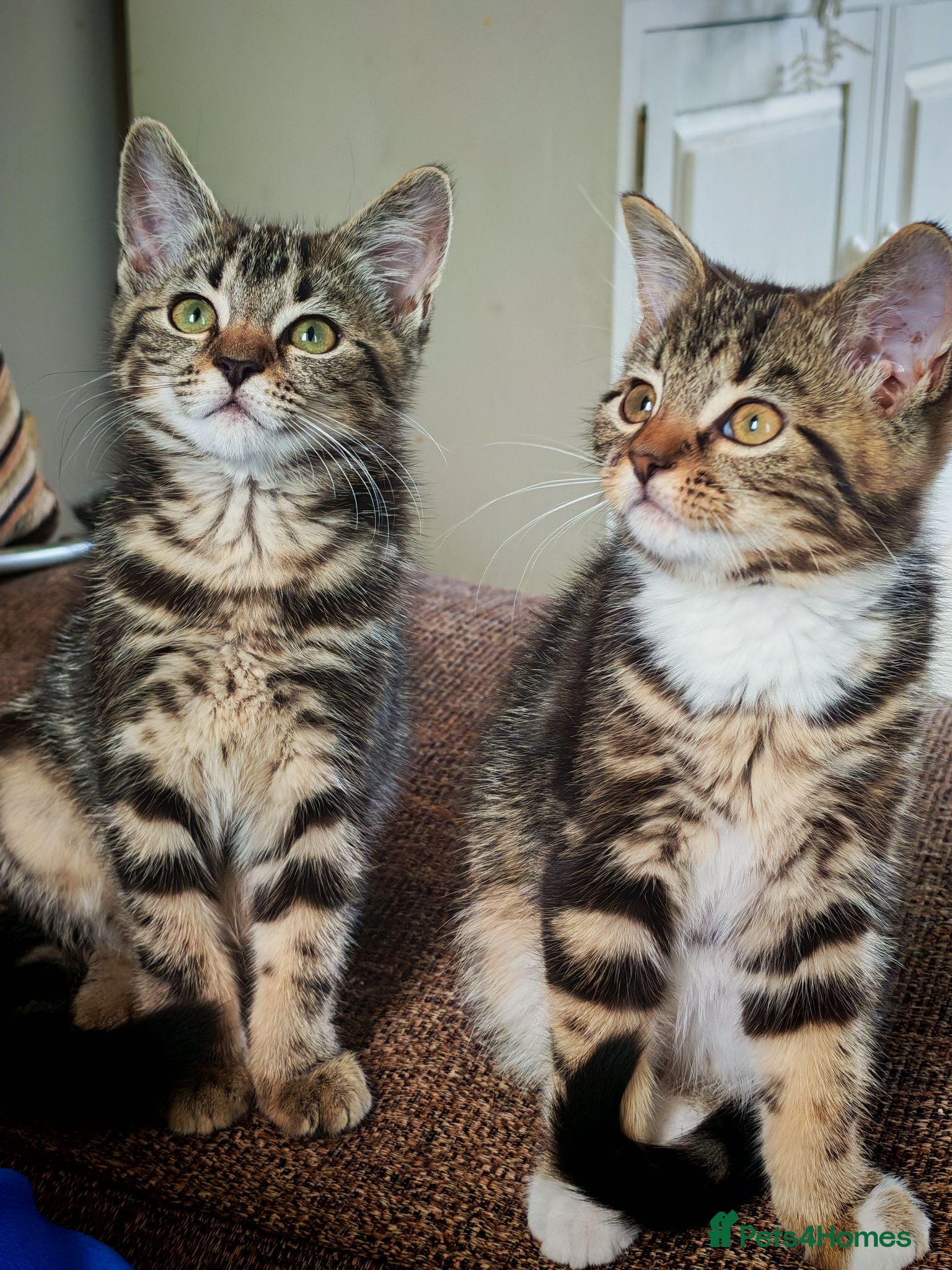 Mixed Breed cats 5 Female Kittens - Advert 14