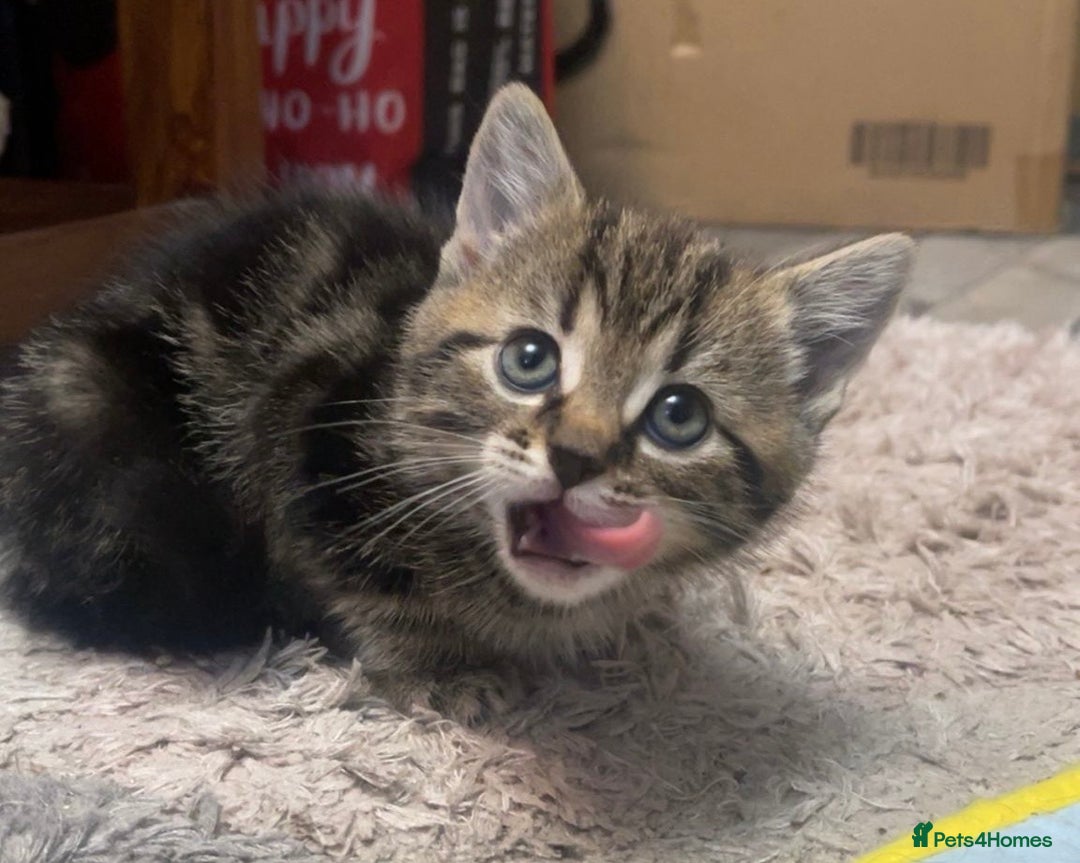 Norwegian Forest Cat cats for sale: Norwegian forest cross kittens super fluffy  - Advert 3