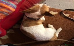 Mixed Breed dogs for sale: Free  - Advert 7