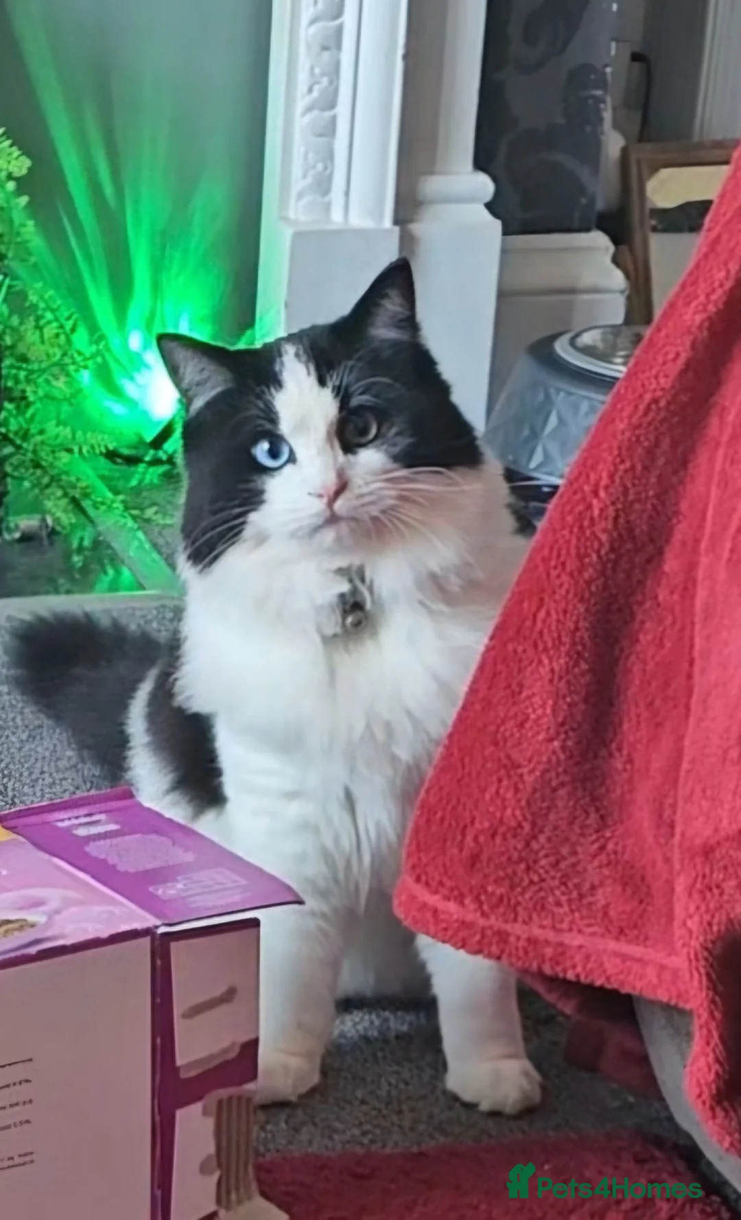 Ragdoll cats for sale: Very affectionate fur baby. in Margate - Advert 14