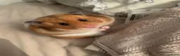 Hamster rodents for sale: Syrian Hamster  in Bradford - Advert 1