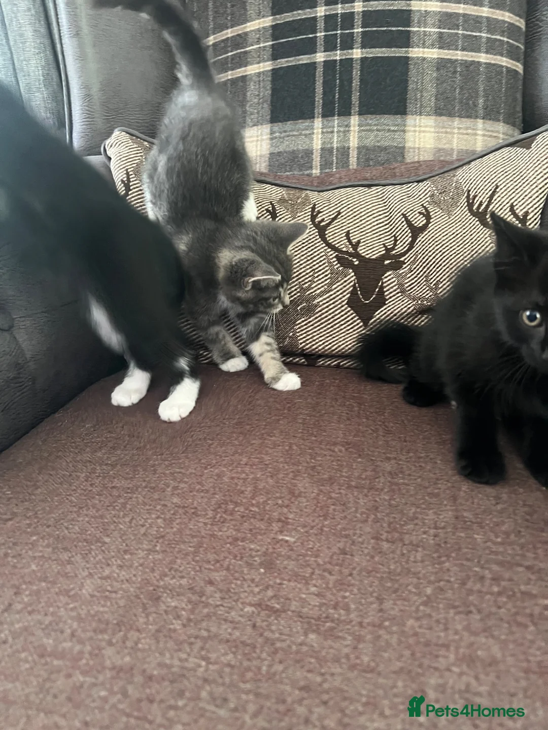 Mixed Breed cats for sale: 3 lovely kittens  - Advert 7
