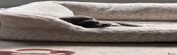 Staffordshire Bull Terrier dogs for sale: Staff puppies - Advert 6