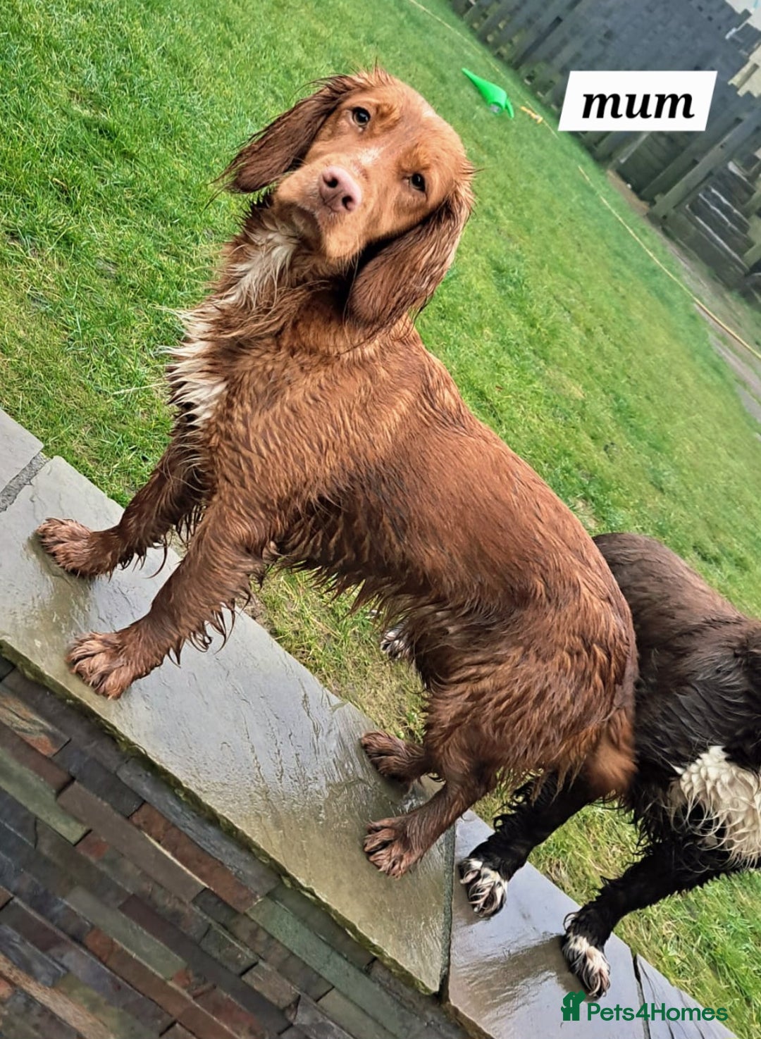 Cocker Spaniel dogs for sale: Working Cocker Spaniels (F1B) health checked. - Advert 15