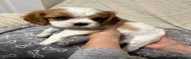 Cavalier King Charles Spaniel Puppy 4