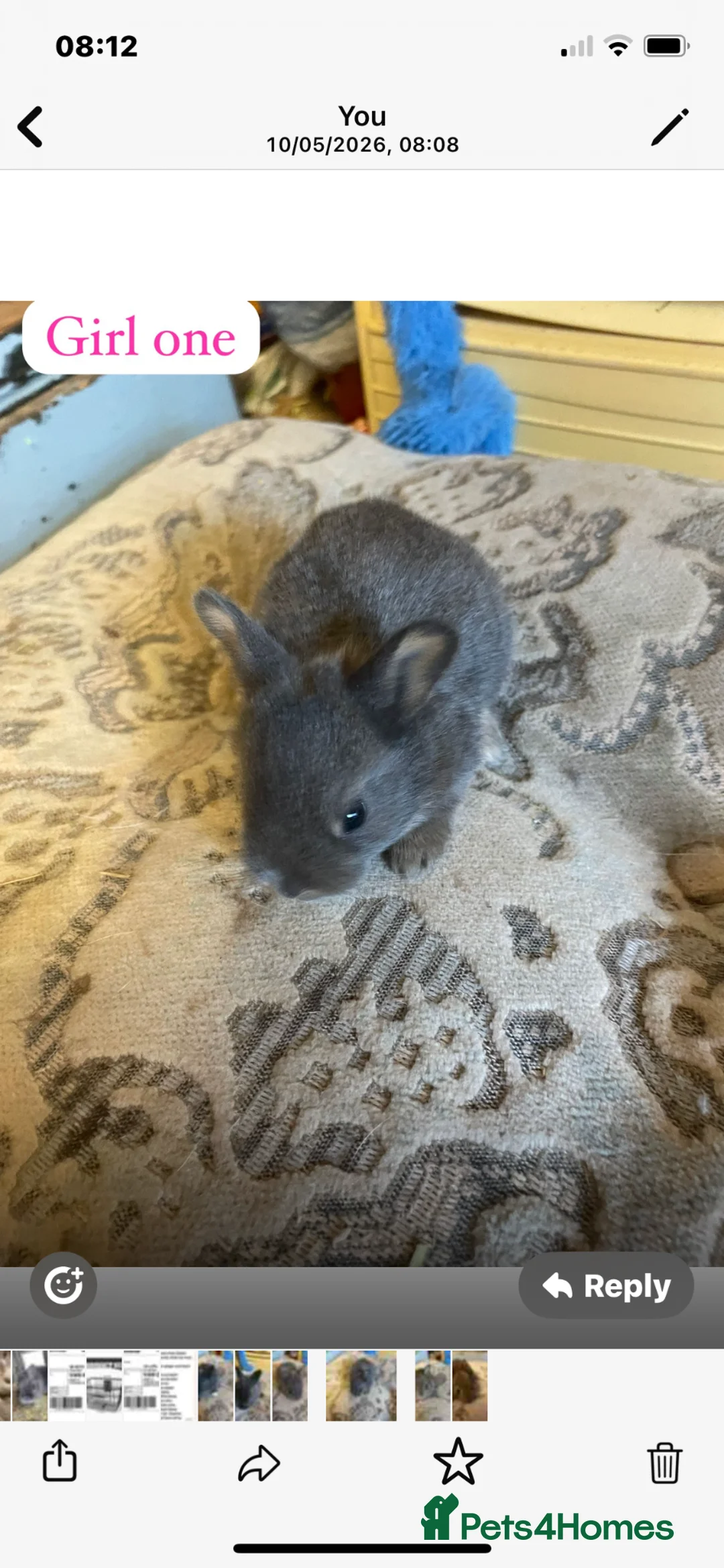 Rex rabbits for sale: 6 babies Rex Rabbits - Advert 2