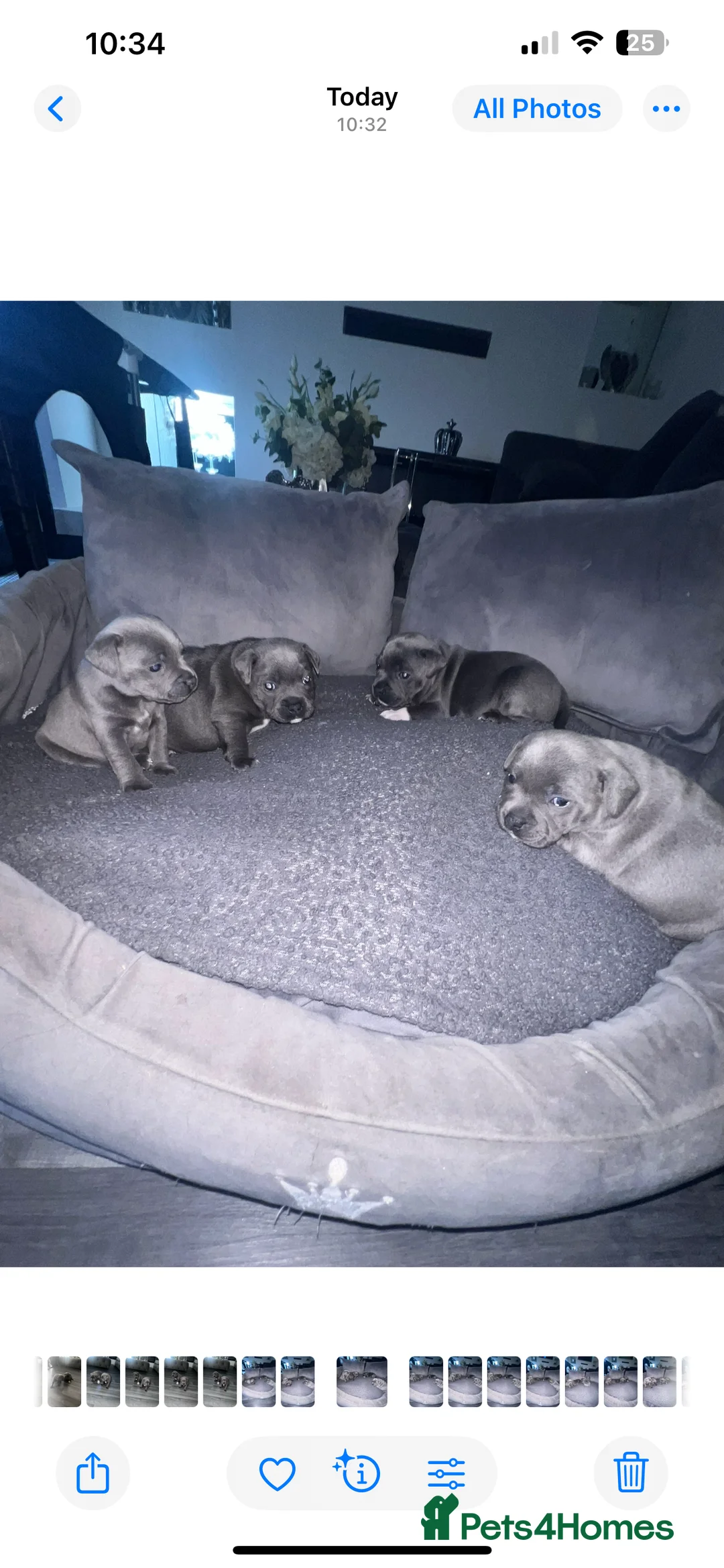 Staffordshire Bull Terrier dogs for sale: LAST BOY LEFT KC REGISTERED 5 STAR BLUE   - Advert 19