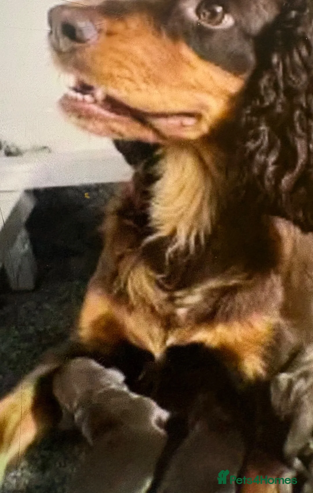 Cocker Spaniel dogs for sale: Showtime cocker spaniels - Advert 2