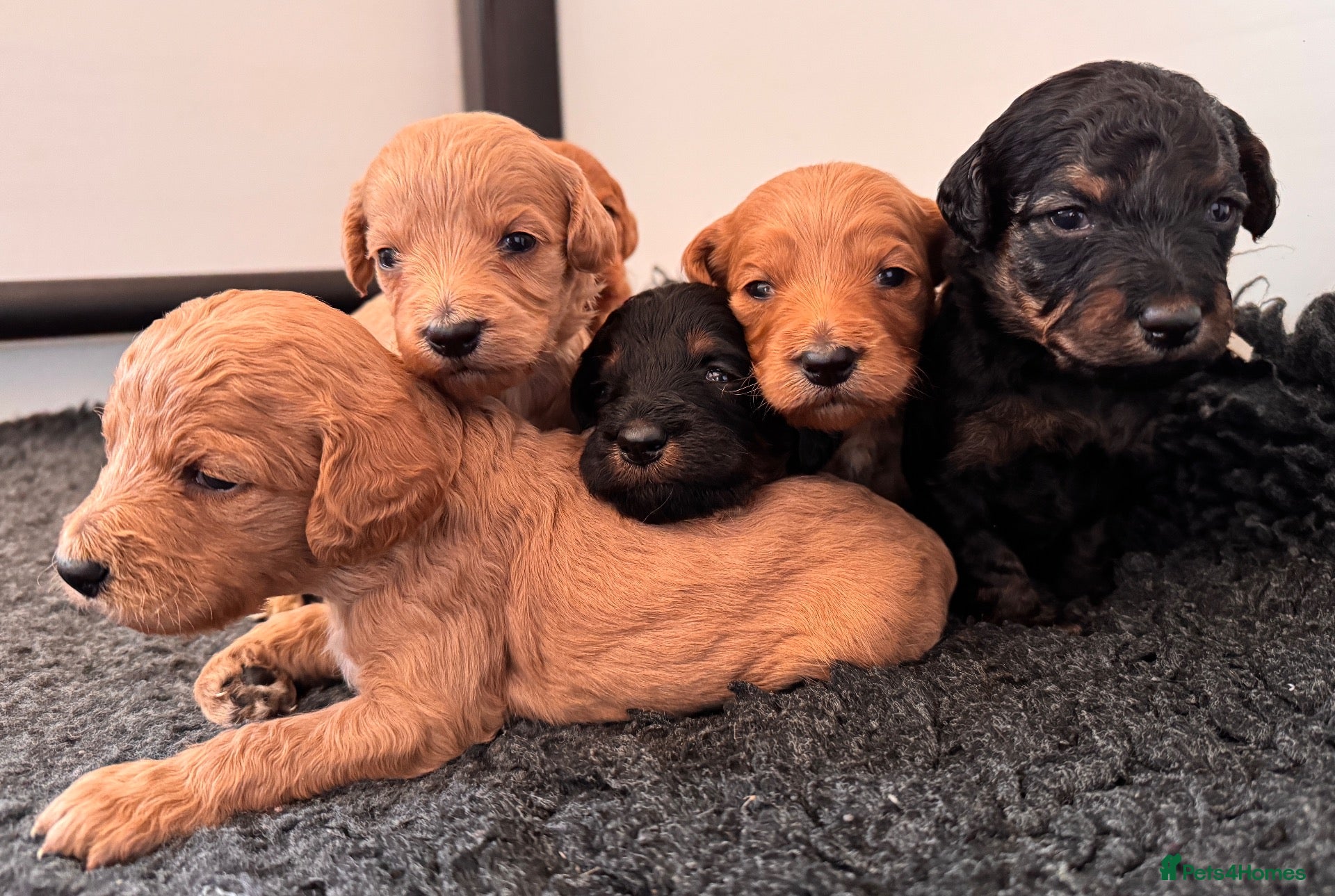 Goldendoodle dogs for sale: F1b medium Goldendoodle puppies, DNA screened - Advert 2