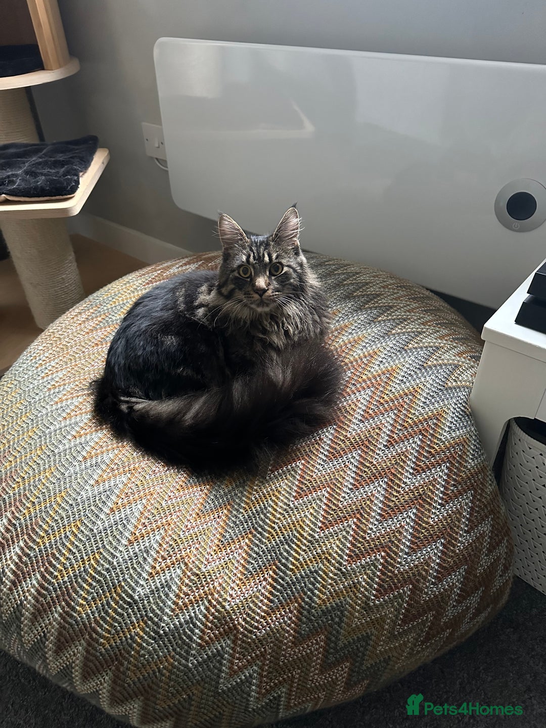 Maine Coon cats for sale: Male Mainecoon looking for forever home  - Advert 5