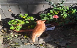 British Shorthair cats for sale: 2 tabby kittens for sale - Advert 6