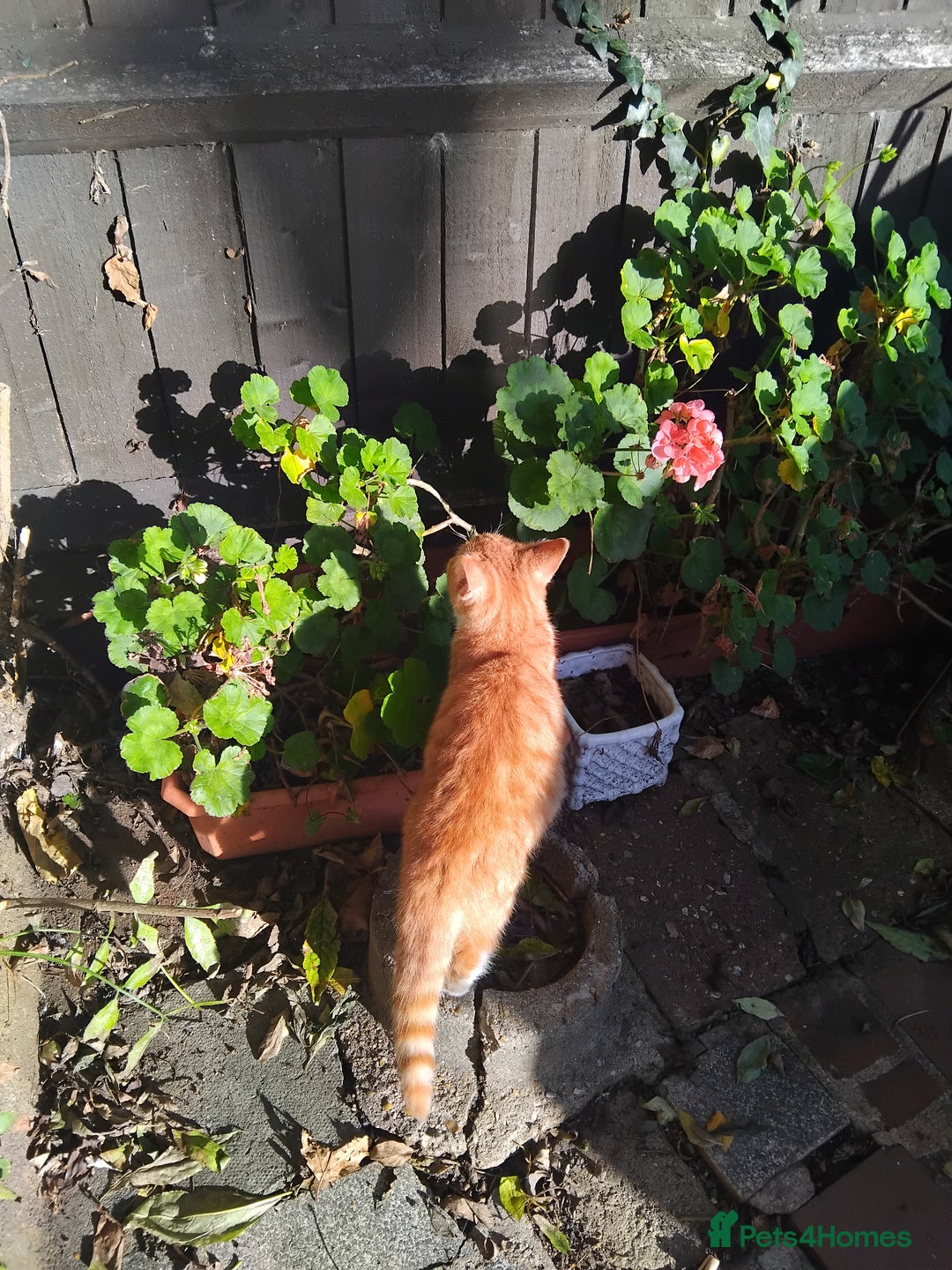 British Shorthair cats for sale: 2 tabby kittens for sale - Advert 6