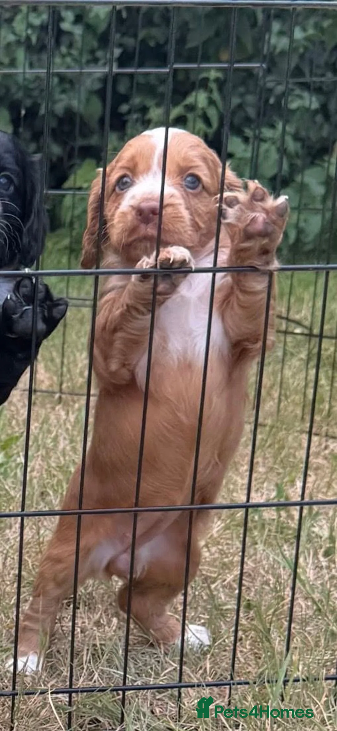 Cocker Spaniel dogs for sale: *ONE Ginger girl remaining* Working Cocker Spaniel - Advert 2