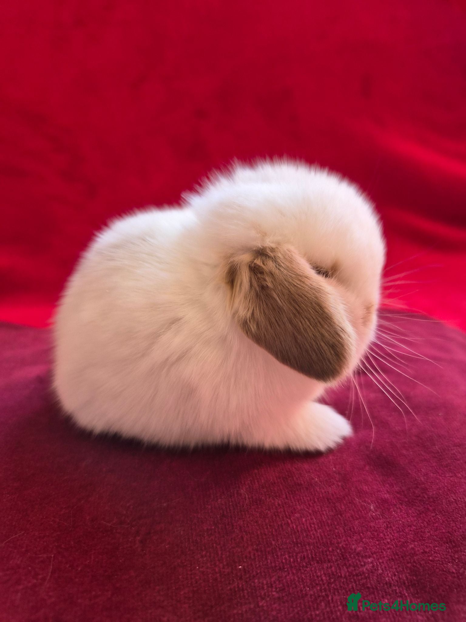 Mini Lop rabbits Baby Charlie Tri boy mini lop - Advert 8