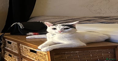 Mixed Breed cats Casper.  **   - Advert 8