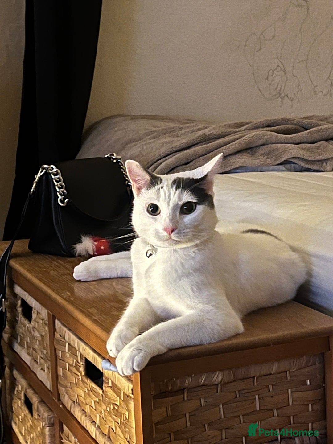 Mixed Breed cats for sale: Casper. Free to a good home  - Image 3