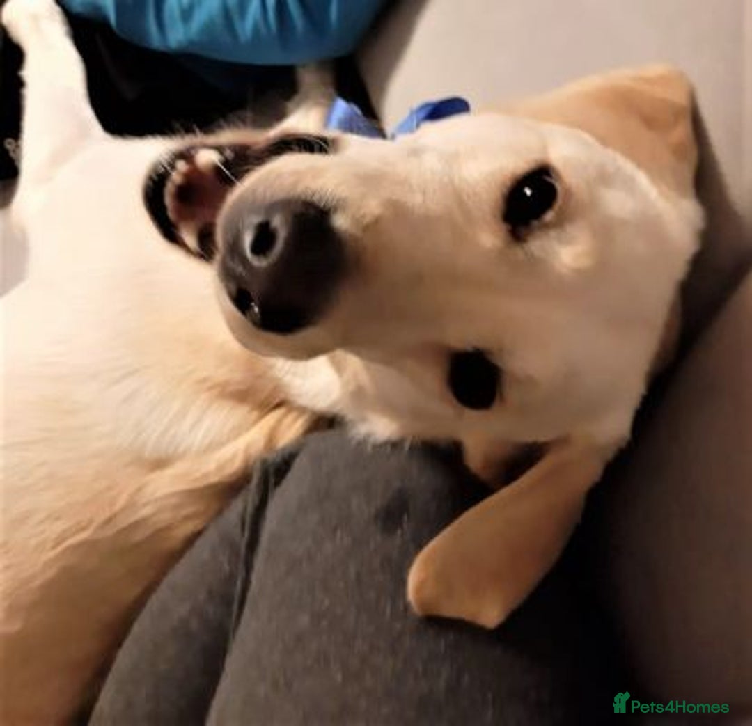 Labrador Retriever dogs for sale: loving Labrador retriever - Image 2