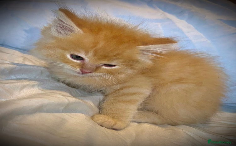 Ragdoll cats - Advert 7