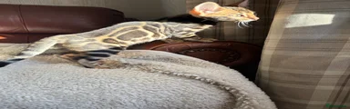 Bengal 2