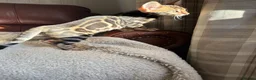 Bengal cats for sale: 🐾 Beautiful Bengal Kittens Available! 🐆❤️ - Advert 5