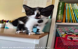 Turkish Angora cats for sale: REDUCED!!! Turkish Angora kittens for sale - Image 7