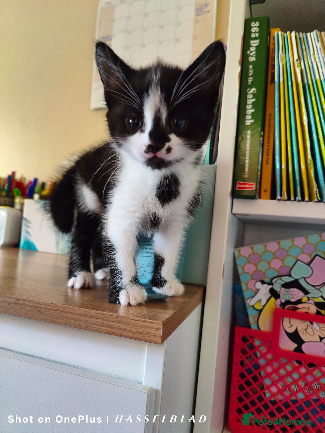 Turkish Angora cats for sale: REDUCED!!! Turkish Angora kittens for sale - Image 7