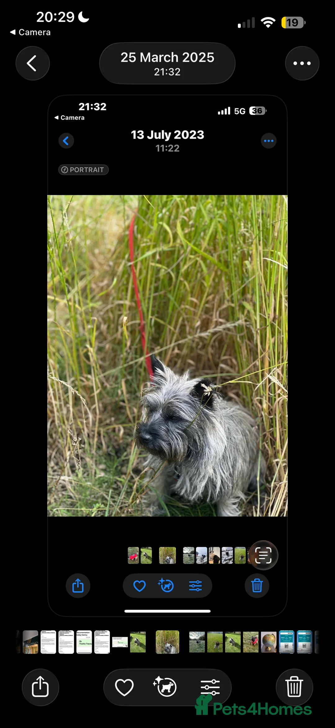 Cairn Terrier dogs for sale: Cairn terrier pups  - Advert 7