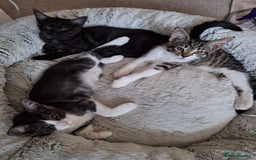 Maine Coon cats for sale: Maine Coon cross breed kittens 😸 😍  - Image 2