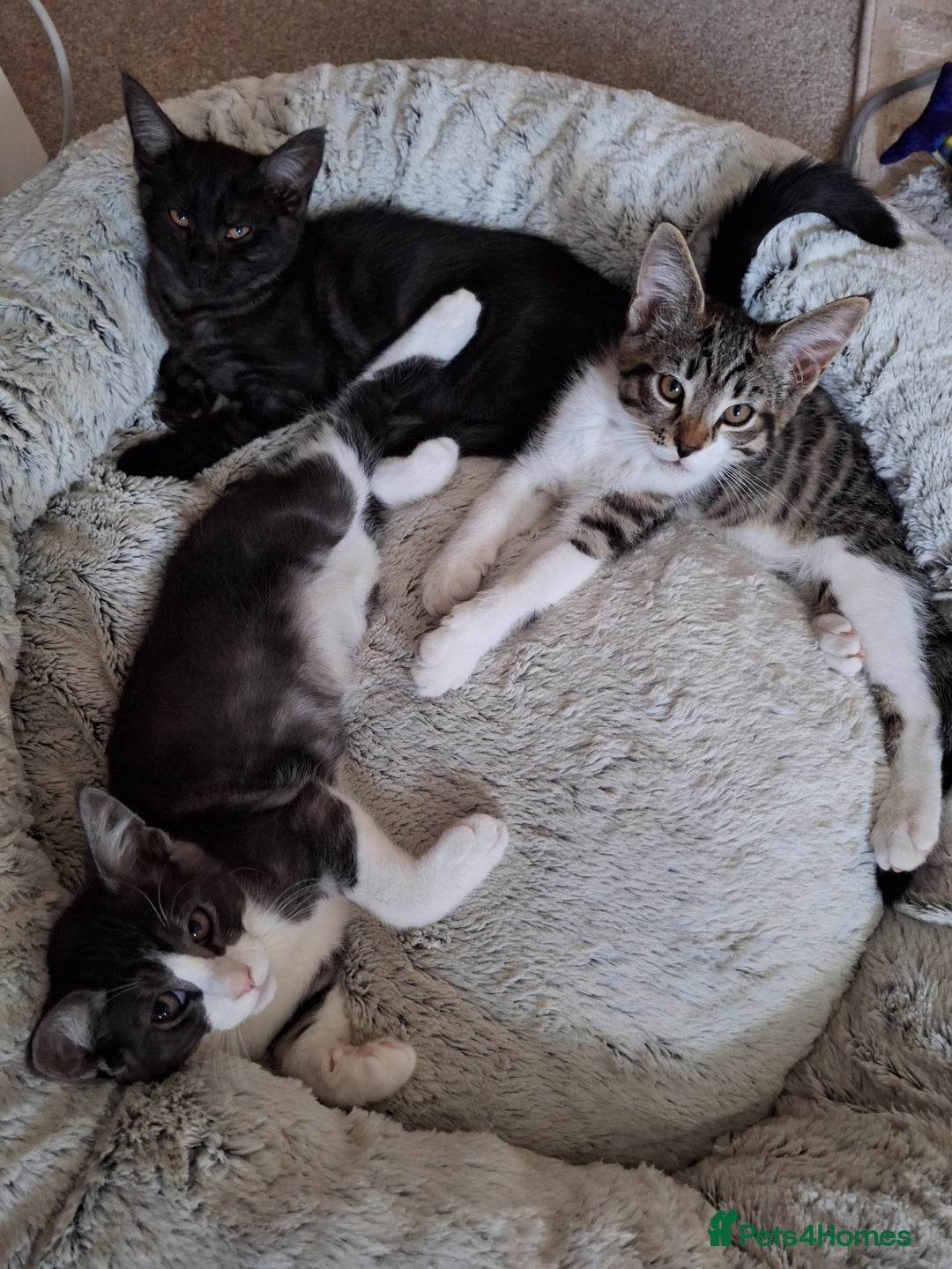 Maine Coon cats for sale: Maine Coon cross breed kittens 😸 😍  - Image 2
