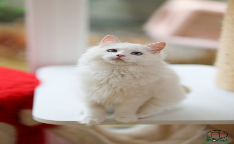 Ragdoll cats - Advert 4