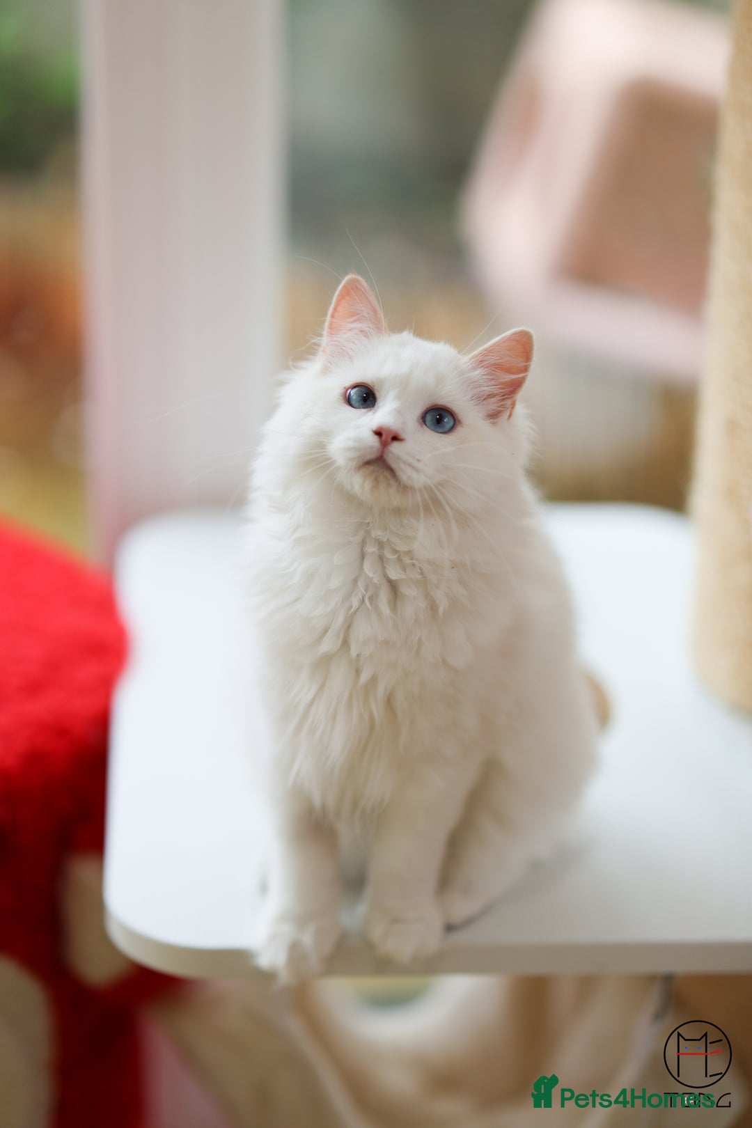 Ragdoll cats for sale: Rare colour GCCF kittens from Champion lines - Image 1