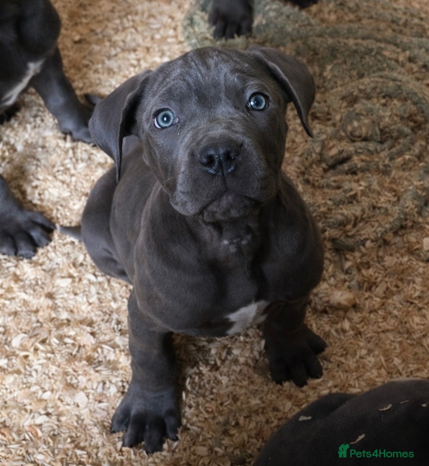 Cane Corso dogs Cane Corso puppy’s, 1 BOY LEFT AND 2 GIRLS - Advert 2