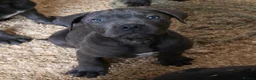 Cane Corso dogs for sale: Cane Corso puppy’s, 1 BOY LEFT AND 2 GIRLS - Advert 1